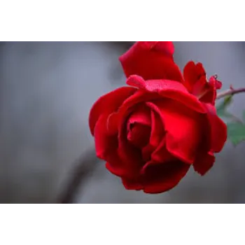 Blossom Red Rose Flower